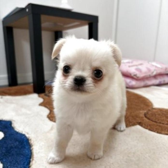 チワワ(ロング)(兵庫県・男の子・2026/07/29・クリームホワイト)の子犬情報! | 米田 麻衣子ブリーダー(1898)