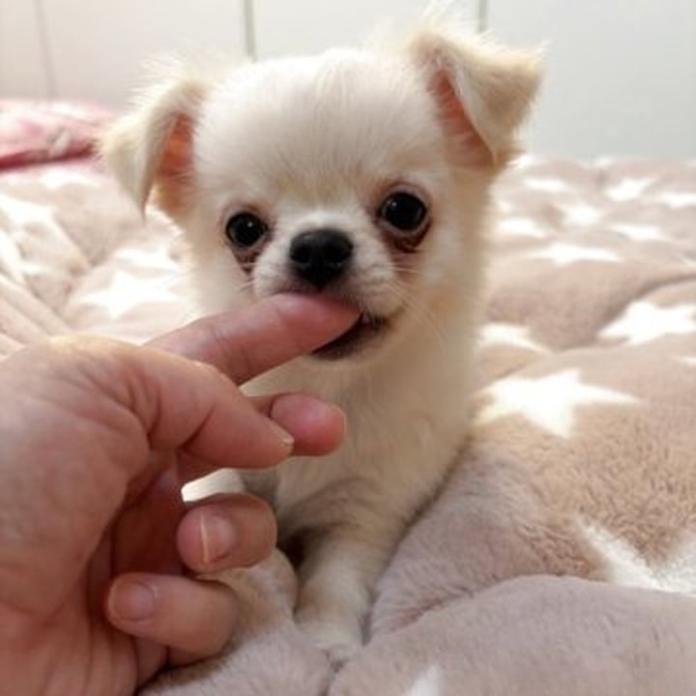 チワワ(ロング)(兵庫県・男の子・2026/07/29・クリームホワイト)の子犬情報! | 米田 麻衣子ブリーダー(1898)