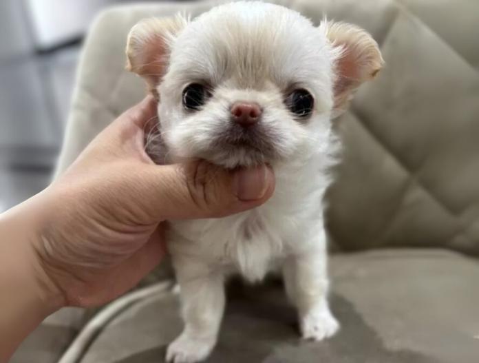 犬のプロフィール画像