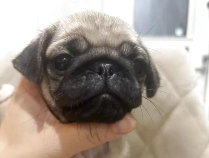 犬のプロフィール画像