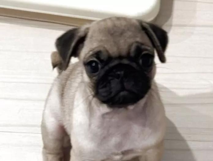 犬のプロフィール画像