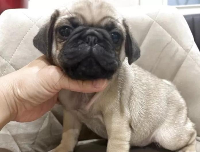 犬のプロフィール画像