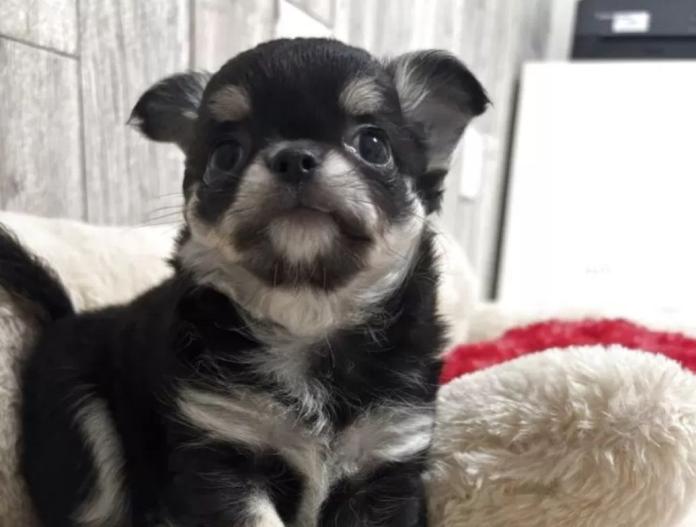 犬のプロフィール画像
