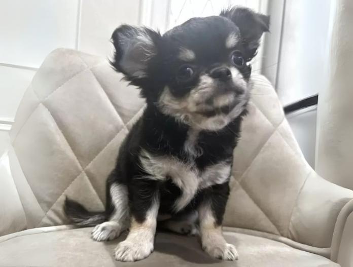 チワワ(ロング)(兵庫県・女の子・2025/07/29・ブラックタンホワイト)の子犬情報! | 米田 麻衣子ブリーダー(674)