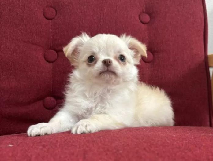 チワワ(ロング)(兵庫県・男の子・2025/09/15・クリームホワイト)の子犬情報! | 米田 麻衣子ブリーダー(736)