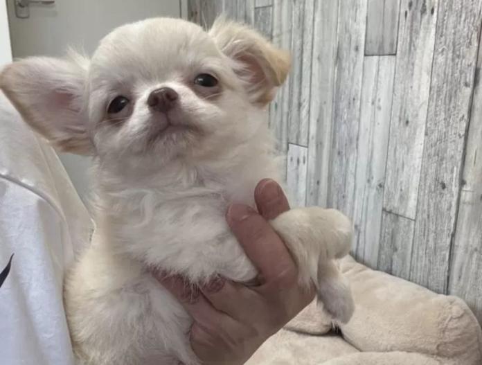 チワワ(ロング)(兵庫県・男の子・2025/09/15・クリームホワイト)の子犬情報! | 米田 麻衣子ブリーダー(736)