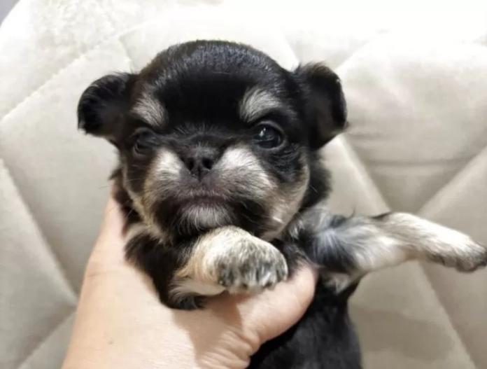 チワワ(ロング)(兵庫県・女の子・2025/10/28・ブラックタンホワイト)の子犬情報! | 米田 麻衣子ブリーダー(846)