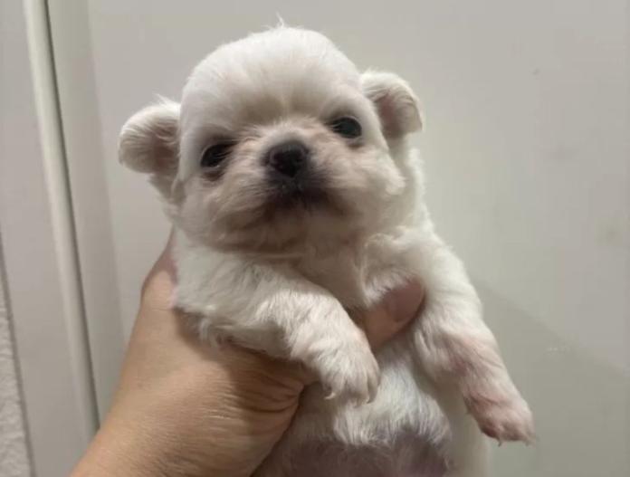 チワワ(ロング)(兵庫県・女の子・2025/10/28・クリーム&ホワイト)の子犬情報! | 米田 麻衣子ブリーダー(847)