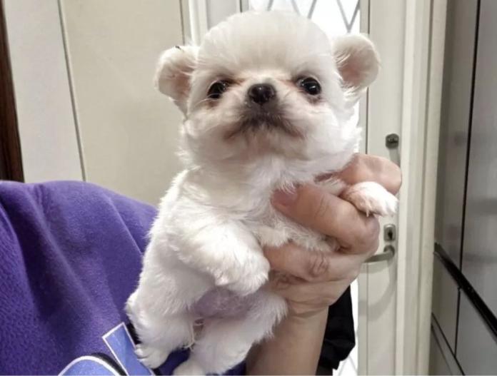 チワワ(ロング)(兵庫県・女の子・2025/10/28・クリーム&ホワイト)の子犬情報! | 米田 麻衣子ブリーダー(847)