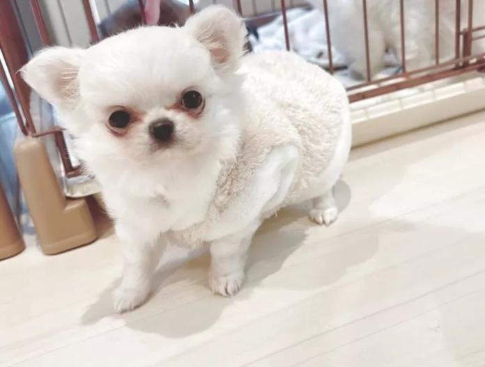 チワワ(ロング)(兵庫県・女の子・2025/10/28・クリーム&ホワイト)の子犬情報! | 米田 麻衣子ブリーダー(847)