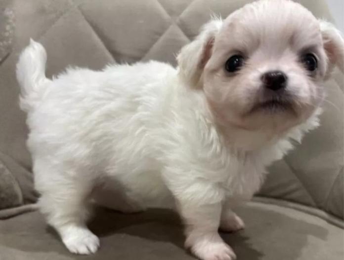 チワワ(ロング)(兵庫県・男の子・2025/10/23・クリーム&ホワイト)の子犬情報! | 米田 麻衣子ブリーダー(848)