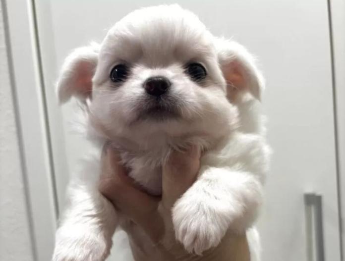 チワワ(ロング)(兵庫県・男の子・2025/10/23・クリーム&ホワイト)の子犬情報! | 米田 麻衣子ブリーダー(848)