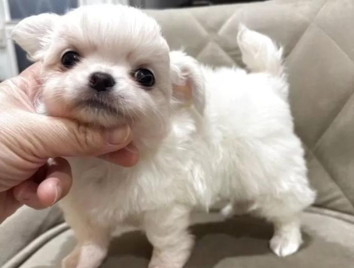 チワワ(ロング)(兵庫県・男の子・2025/10/23・クリーム&ホワイト)の子犬情報! | 米田 麻衣子ブリーダー(848)