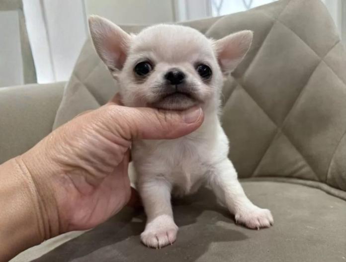 チワワ(スムース)(兵庫県・男の子・2025/10/23・クリームホワイト)の子犬情報! | 米田 麻衣子ブリーダー(863)