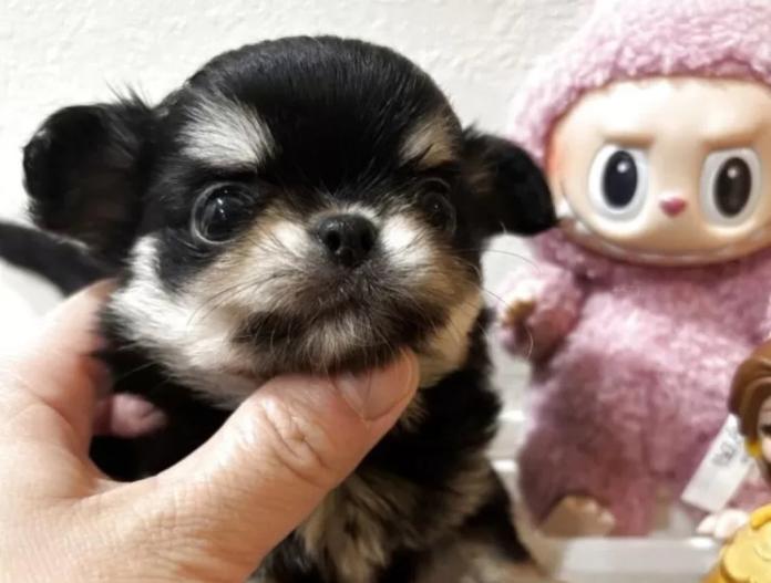 チワワ(ロング)(兵庫県・女の子・2025/11/10・ブラックアンドホワイト)の子犬情報! | 米田 麻衣子ブリーダー(926)