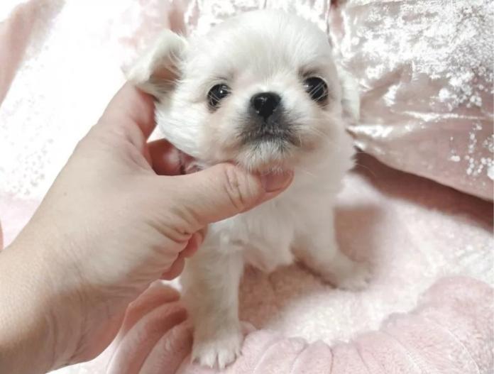 チワワ(ロング)(兵庫県・男の子・2025/11/10・クリームホワイト)の子犬情報! | 米田 麻衣子ブリーダー(927)