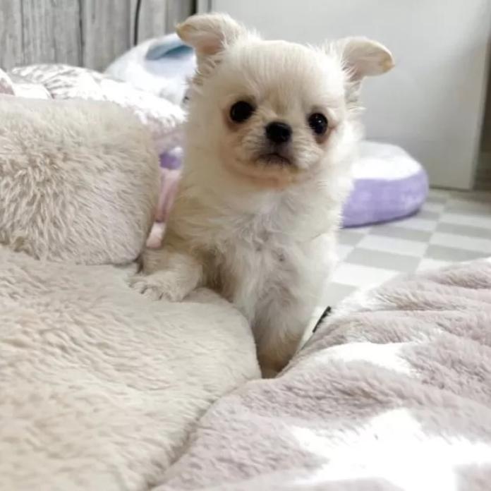 チワワ(ロング)(兵庫県・男の子・2025/11/11・クリームホワイト)の子犬情報! | 米田 麻衣子ブリーダー(928)