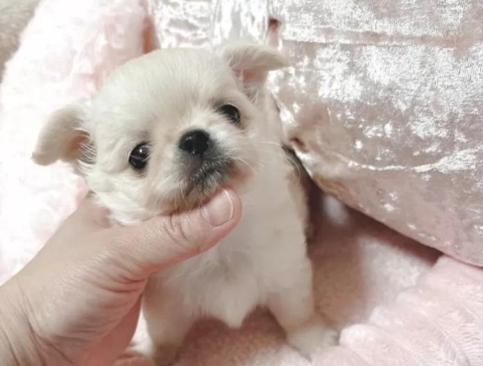 チワワ(ロング)(兵庫県・男の子・2025/11/10・クリームホワイト)の子犬情報! | 米田 麻衣子ブリーダー(928)