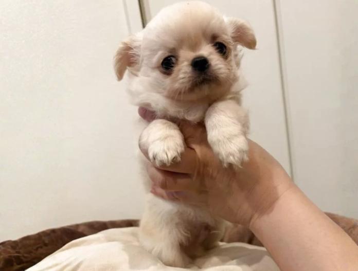 チワワ(ロング)(兵庫県・男の子・2025/11/10・クリームホワイト)の子犬情報! | 米田 麻衣子ブリーダー(928)