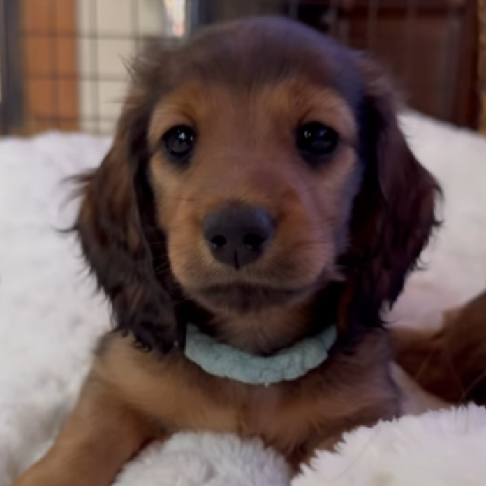 ミニチュアダックスフンド(ロング)(宮城県・女の子・2025/12/23・レッド)の子犬情報! | 遠藤 香里ブリーダー(1146)