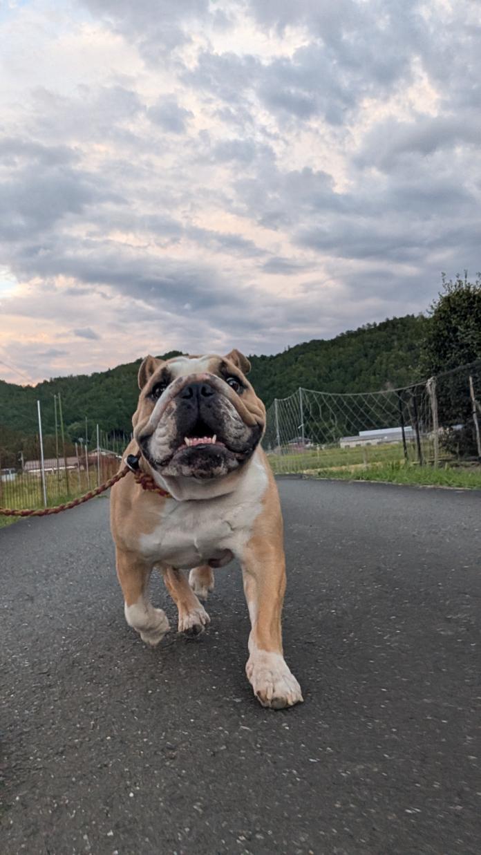 犬のプロフィール画像