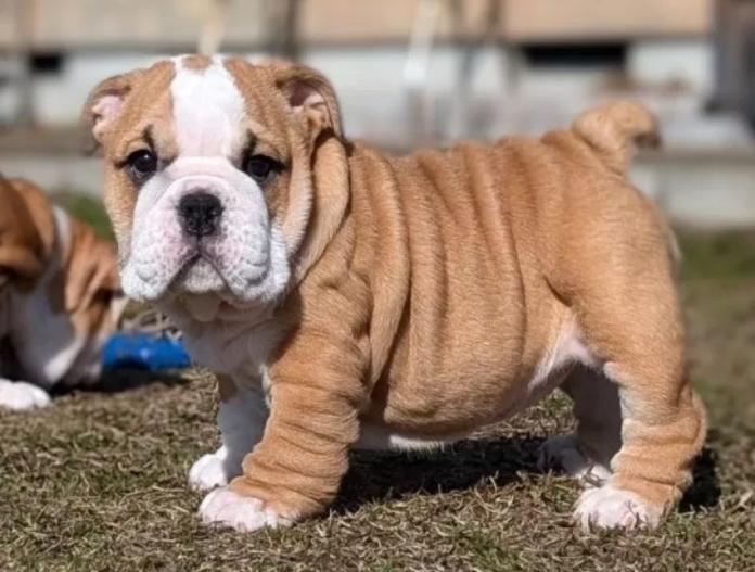ブルドッグ(京都府・女の子・2024/11/22・レッド&ホワイト)の子犬情報! | 澤田 優ブリーダー(914)
