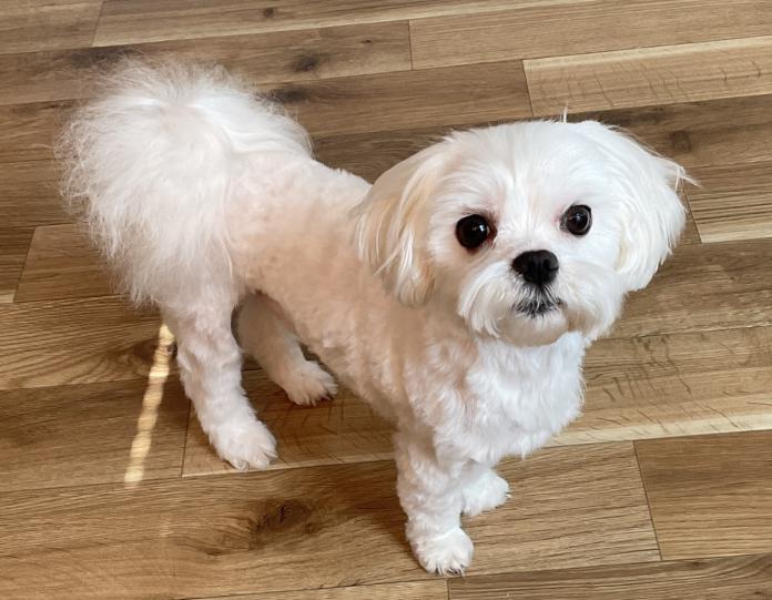 犬のプロフィール画像