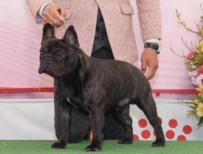 犬のプロフィール画像