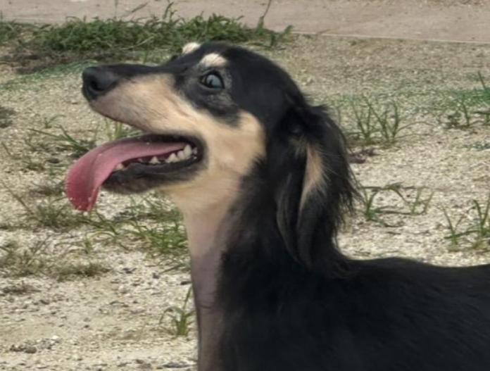 犬のプロフィール画像