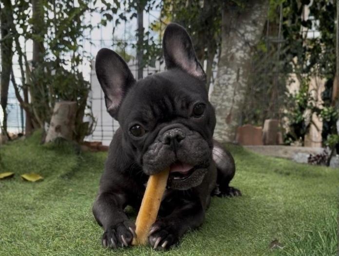 犬のプロフィール画像