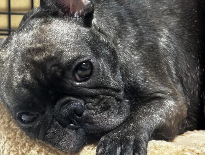 犬のプロフィール画像