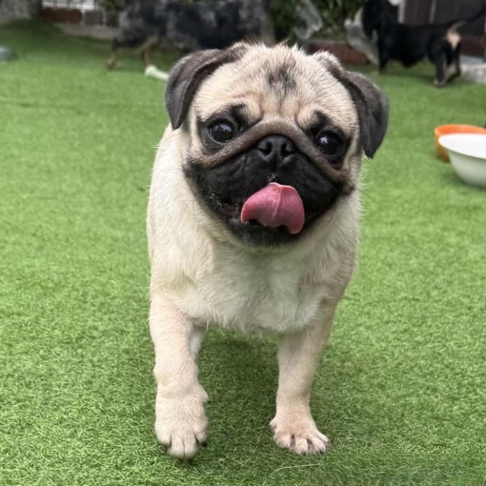 犬のプロフィール画像