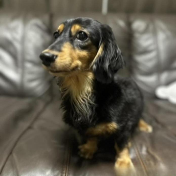 犬のプロフィール画像
