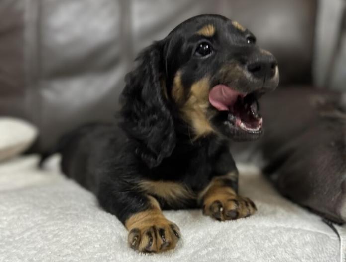 ミニチュアダックスフンド(ロング)(兵庫県・男の子・2025/10/23・ブラックタン)の子犬情報! | 小林 昌美ブリーダー(1027)