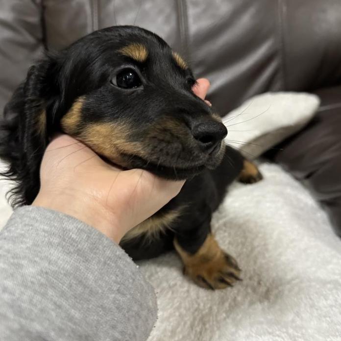 ミニチュアダックスフンド(ロング)(兵庫県・男の子・2025/10/23・ブラックタン)の子犬情報! | 小林 昌美ブリーダー(1027)