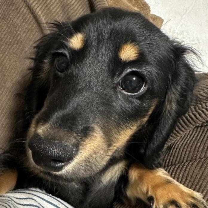 ミニチュアダックスフンド(ロング)(兵庫県・男の子・2025/10/23・ブラックタン)の子犬情報! | 小林 昌美ブリーダー(1027)