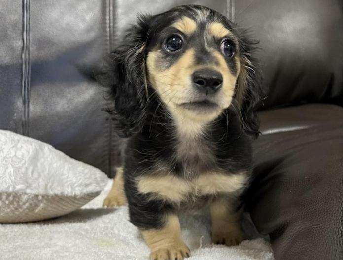 ミニチュアダックスフンド(ロング)(兵庫県・男の子・2025/10/23・シルバーダップル)の子犬情報! | 小林 昌美ブリーダー(1028)