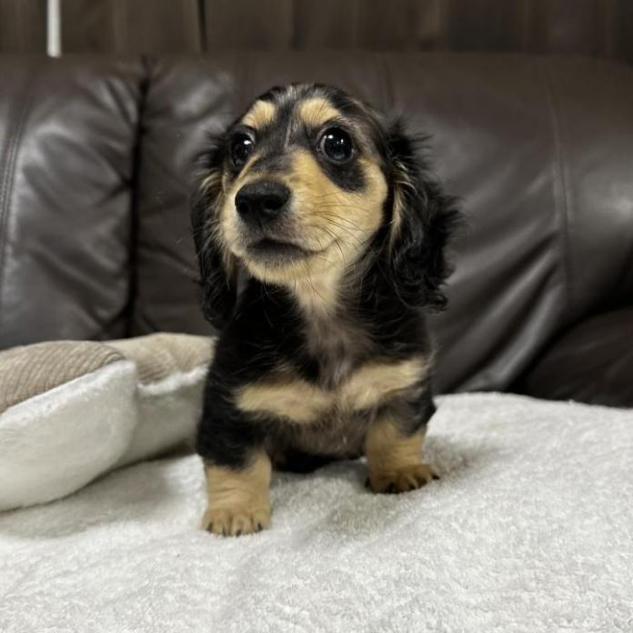 ミニチュアダックスフンド(ロング)(兵庫県・男の子・2025/10/23・シルバーダップル)の子犬情報! | 小林 昌美ブリーダー(1028)