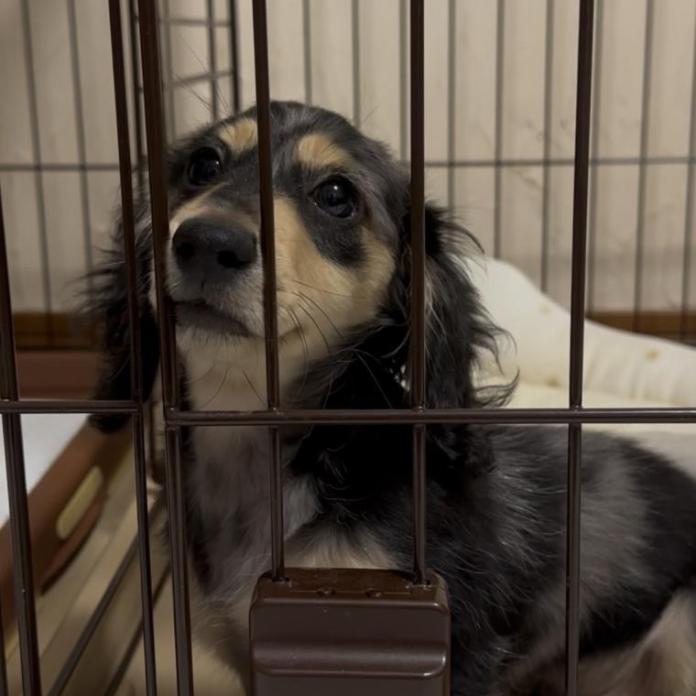 ミニチュアダックスフンド(ロング)(兵庫県・男の子・2025/10/23・シルバーダップル)の子犬情報! | 小林 昌美ブリーダー(1028)