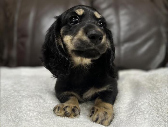 ミニチュアダックスフンド(ロング)(兵庫県・男の子・2025/10/23・ブラックイエロー)の子犬情報! | 小林 昌美ブリーダー(1029)