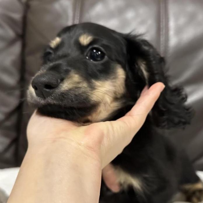 ミニチュアダックスフンド(ロング)(兵庫県・男の子・2025/10/23・ブラックイエロー)の子犬情報! | 小林 昌美ブリーダー(1029)