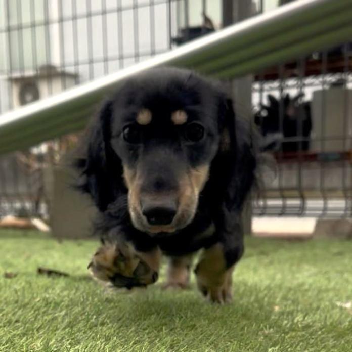 ミニチュアダックスフンド(ロング)(兵庫県・男の子・2025/10/23・ブラックイエロー)の子犬情報! | 小林 昌美ブリーダー(1029)