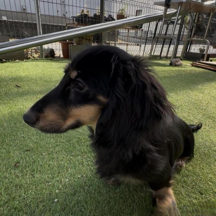 ミニチュアダックスフンド(ロング)(兵庫県・男の子・2025/10/23・ブラックイエロー)の子犬情報! | 小林 昌美ブリーダー(1029)