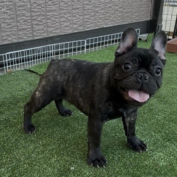 フレンチブルドッグ(1126)の子犬情報