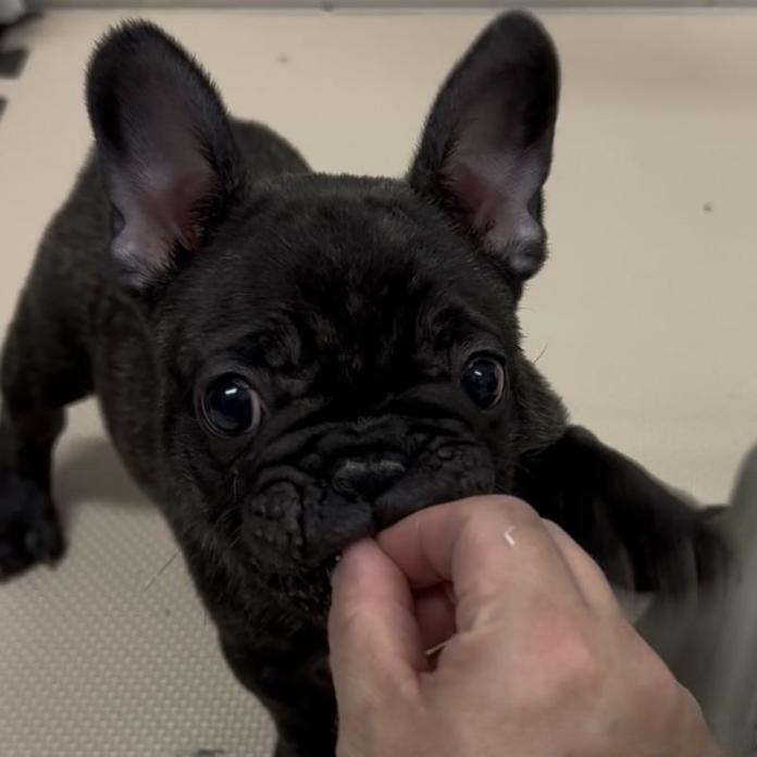 フレンチブルドッグ(兵庫県・男の子・2025/12/18・ブリンドル)の子犬情報! | 小林 昌美ブリーダー(1126)