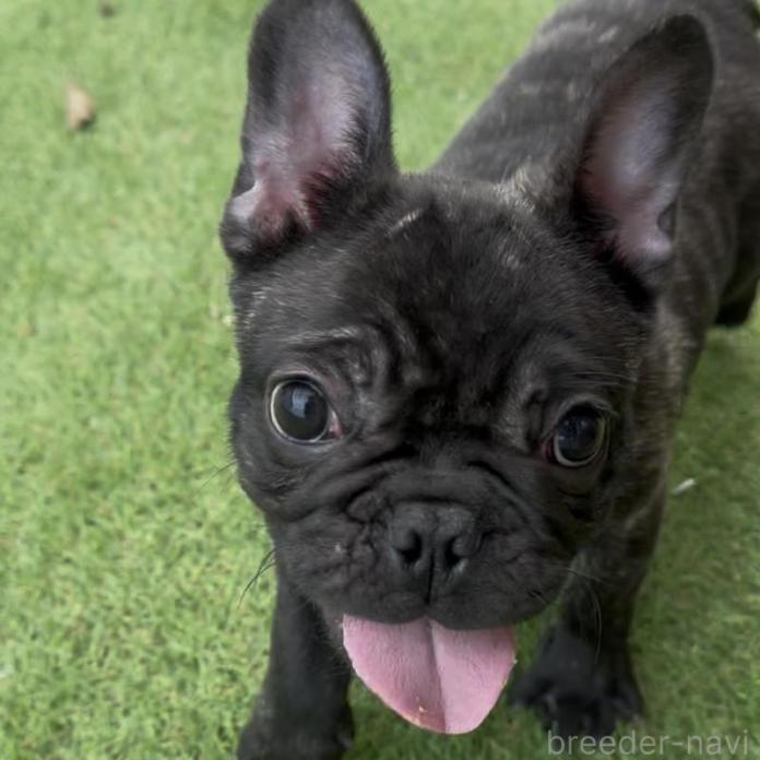 フレンチブルドッグ(1126)の子犬情報