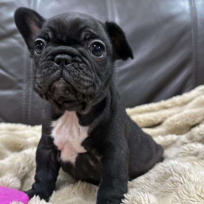 フレンチブルドッグ(兵庫県・女の子・2025/12/18・ブリンドル)の子犬情報! | 小林 昌美ブリーダー(1127)
