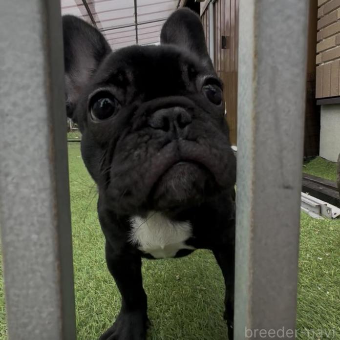 フレンチブルドッグ(1127)の子犬情報