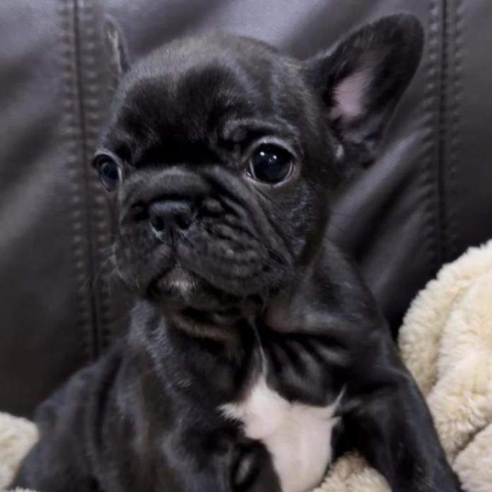 フレンチブルドッグ(兵庫県・女の子・2025/12/18・ブリンドル)の子犬情報! | 小林 昌美ブリーダー(1128)