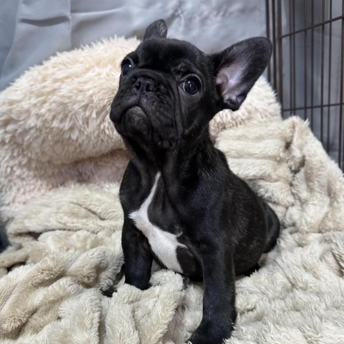 フレンチブルドッグ(兵庫県・女の子・2025/12/18・ブリンドル)の子犬情報! | 小林 昌美ブリーダー(1128)